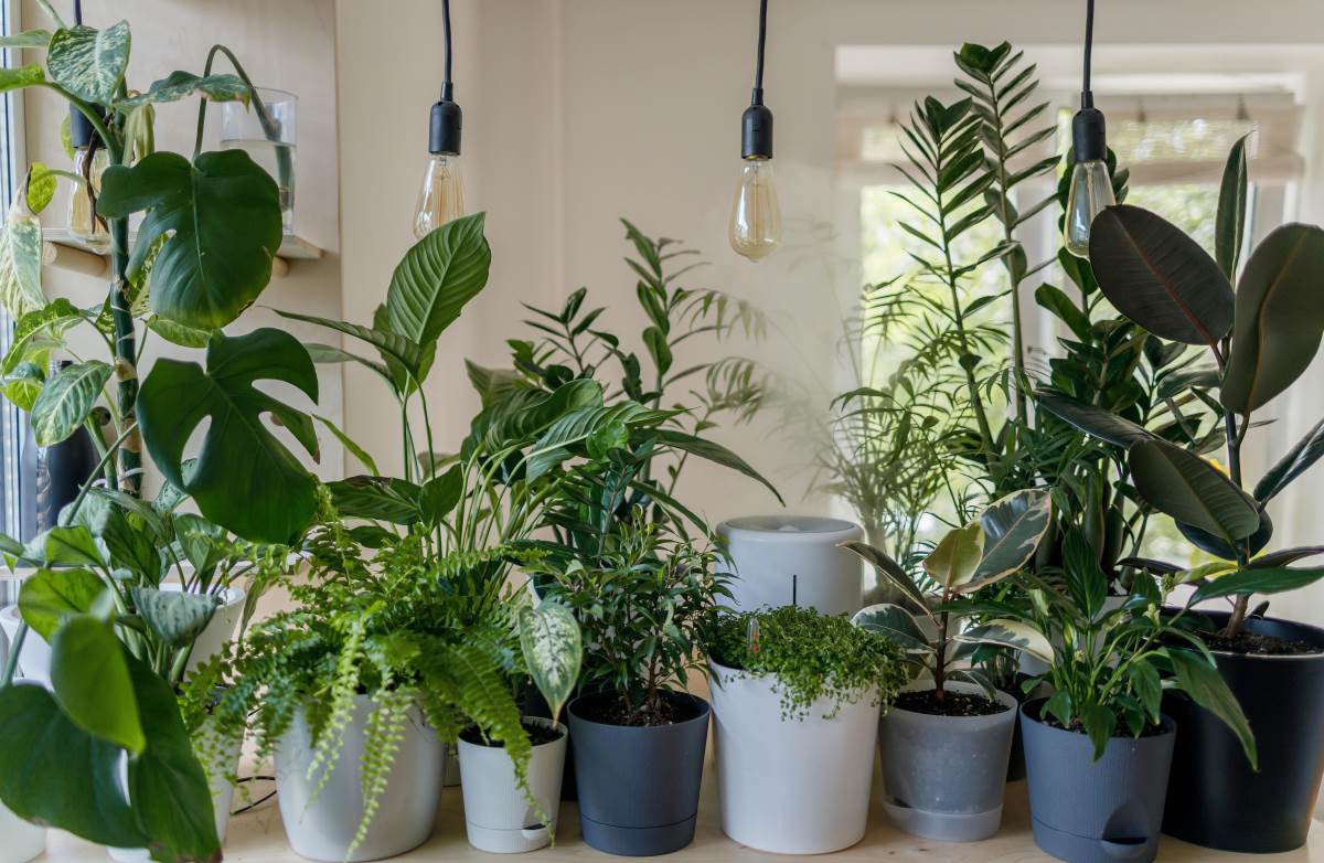 7 Easy-to-grow Indoor Plants to Beautify and Strengthen Your Routines