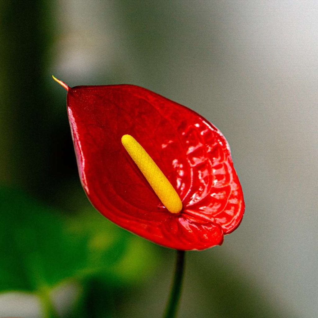 Anthurium Plant