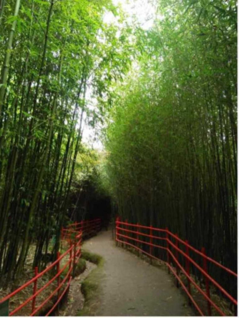Bamboo Sanctuary