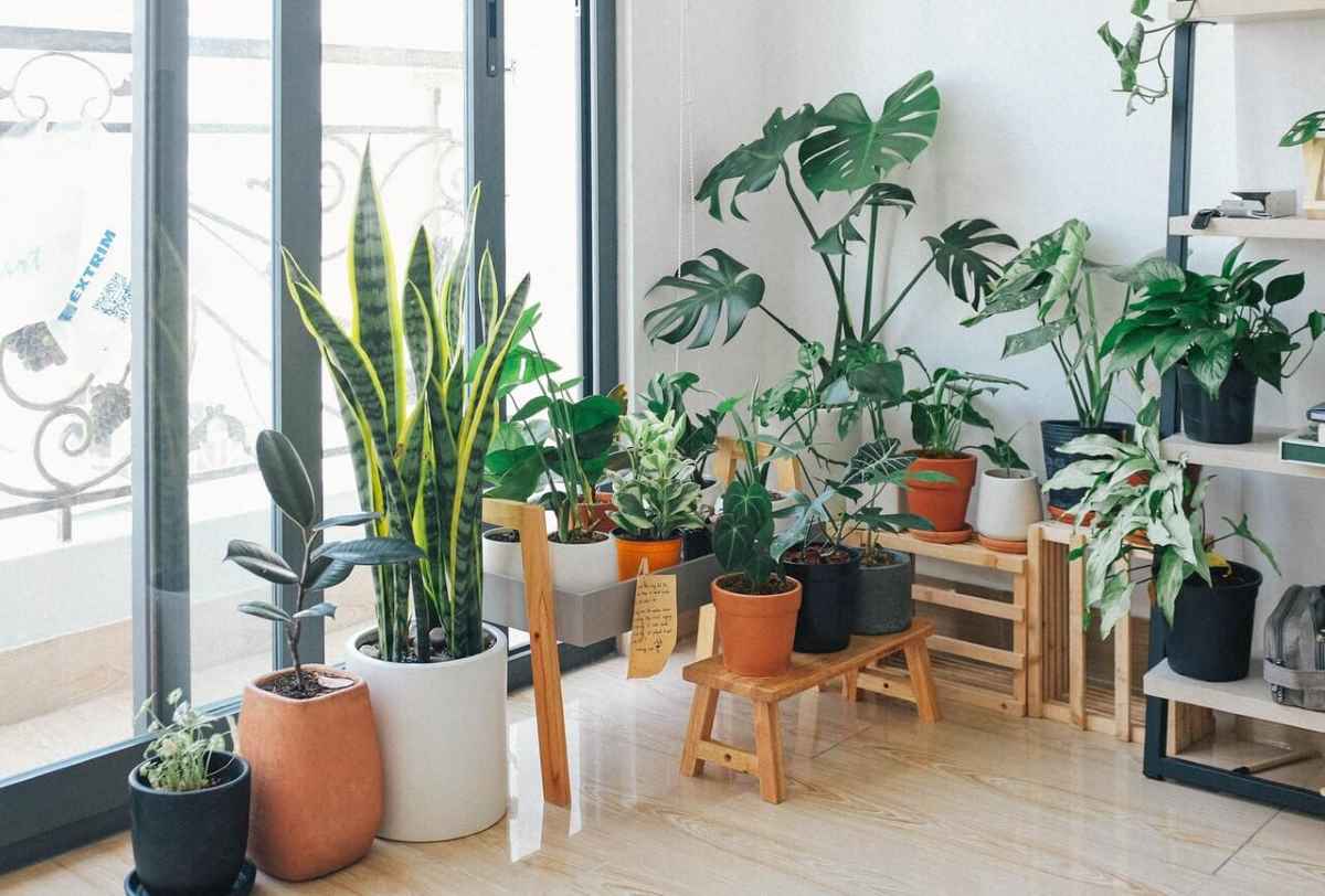 Best Indoor Plants for Your Condominium