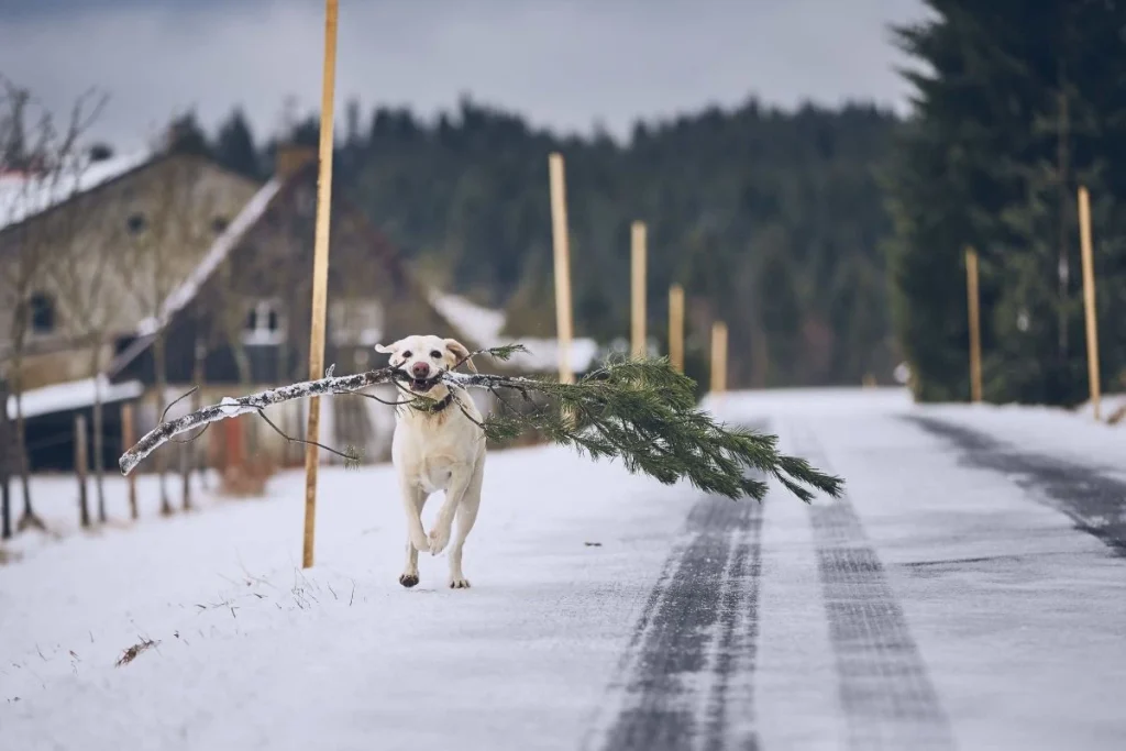 Dog running with a christmas tree bark