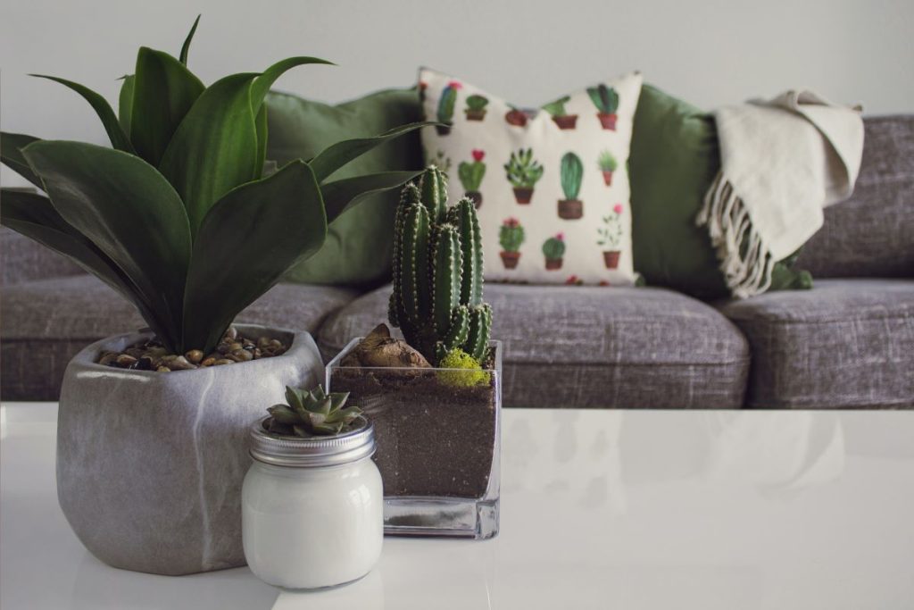 Everything in Moderation How to Take Care of Your Houseplants
