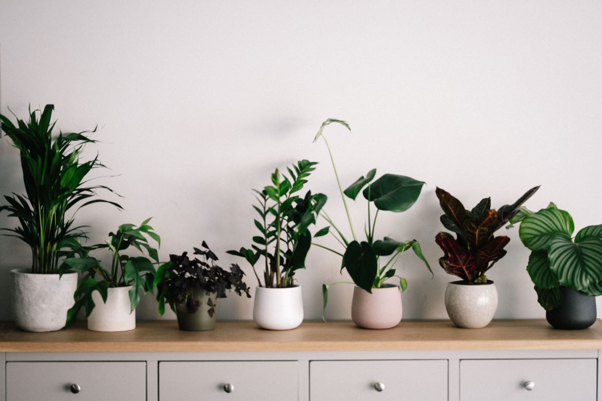 Plantita 101 Plant Ideas to Add Luxury to Your Home