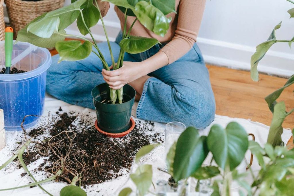 Start Planting and Grow a Family Garden