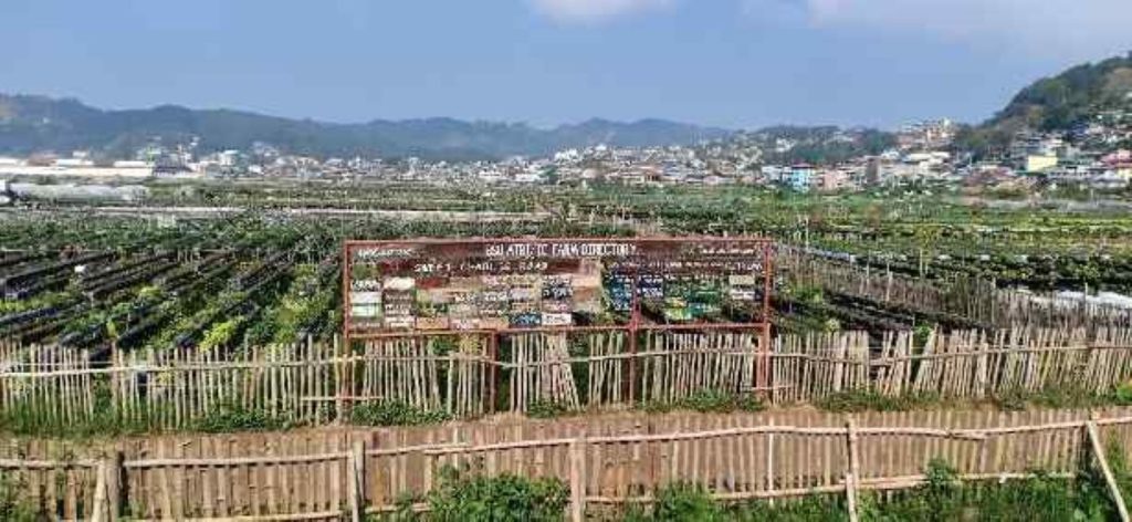 Strawberry Farm at La Trinidad