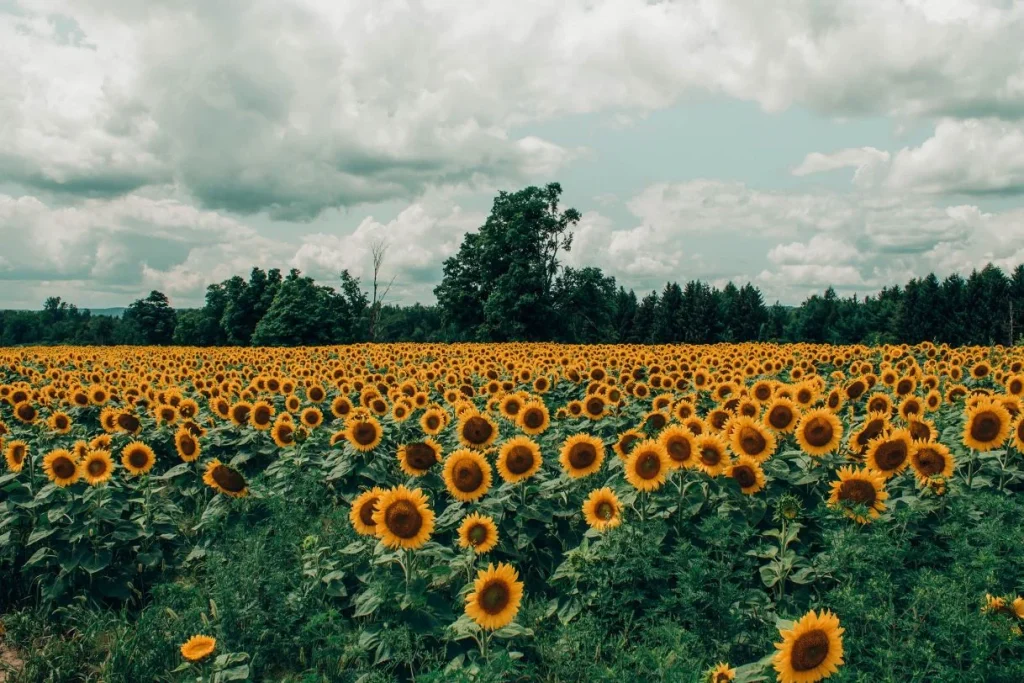 Visit Palazzo Verde S Sunflower Garden