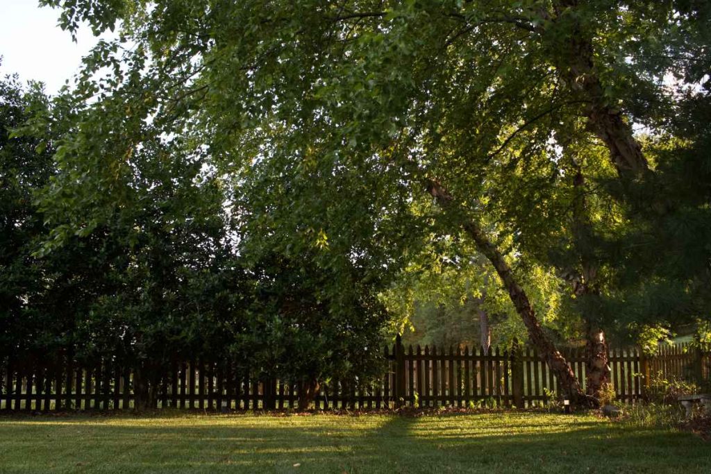 photo of a backyard fence