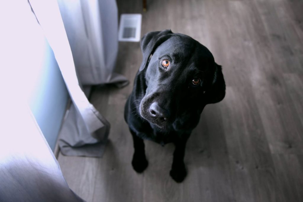 photo of a black dog looking up