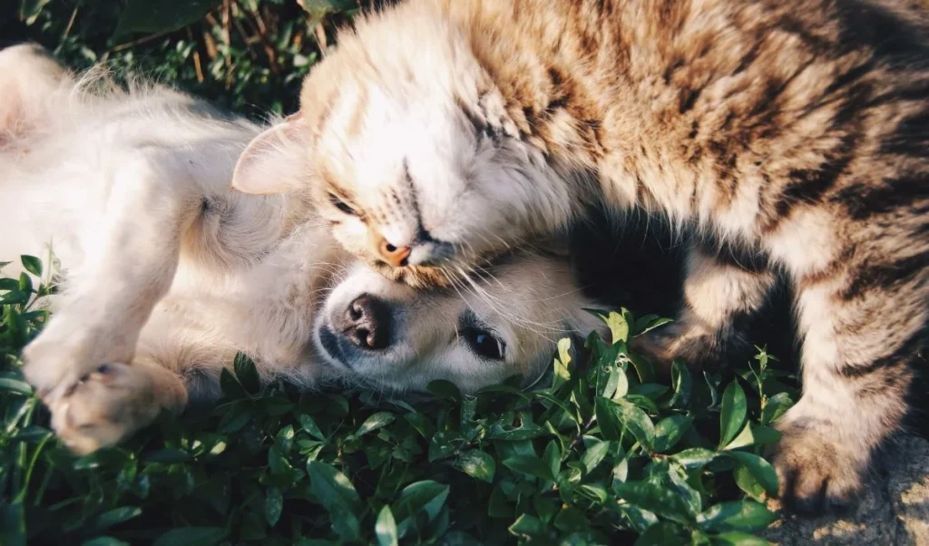 photo of a cat and dog in snuggle