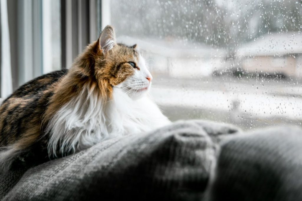 photo of a cat watching the rain through a window