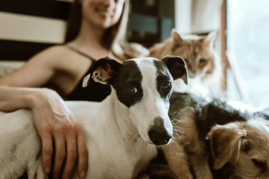 photo of a dog and cat owner