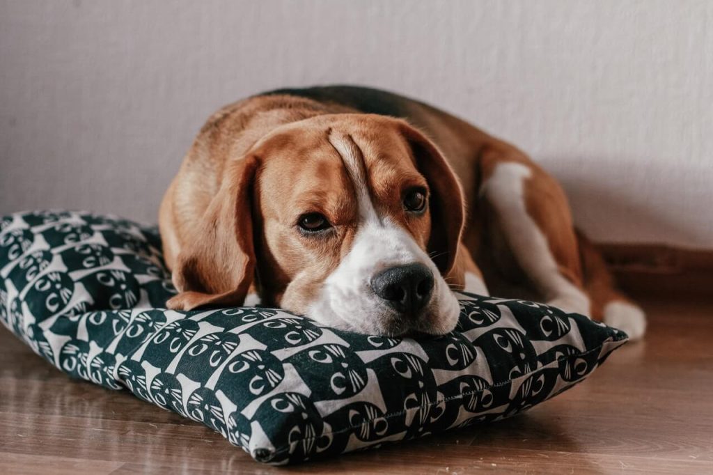 photo of a dog laying on his bed