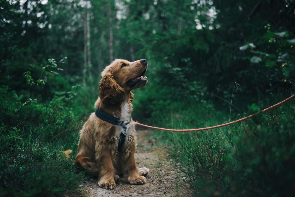 photo of a dog outside