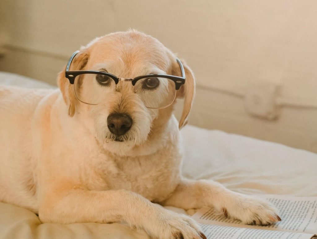 photo of a dog wearing a pair of glasses