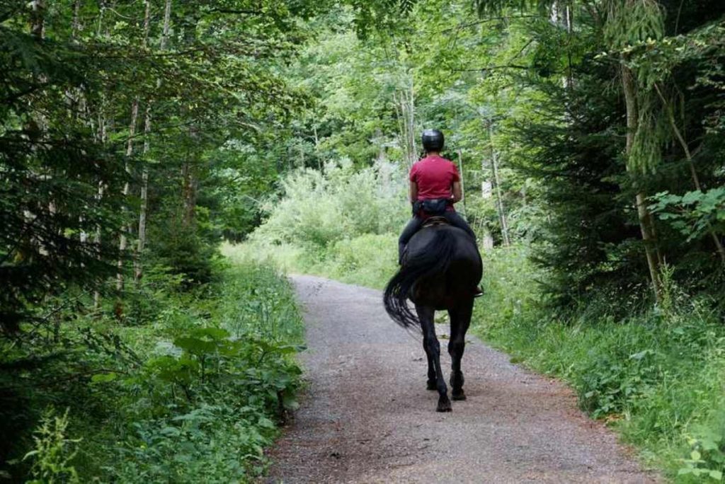 photo of a horse rider