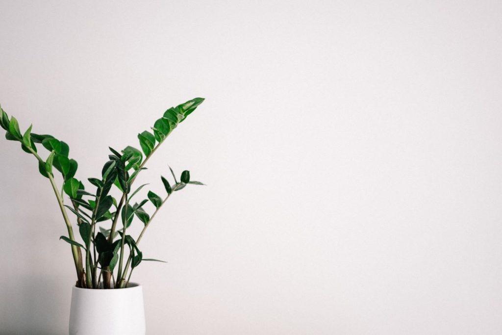 photo of a indoor house plant