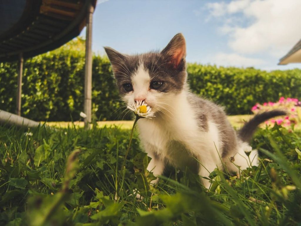 photo of a kitten smelling a flower