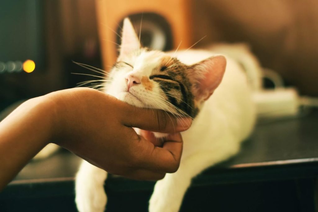 photo of a pet-owner doting on a cat