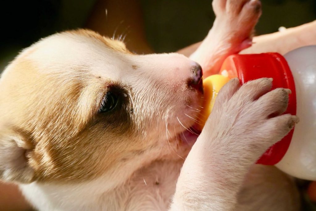 photo of a puppy drinking from a milk bottle