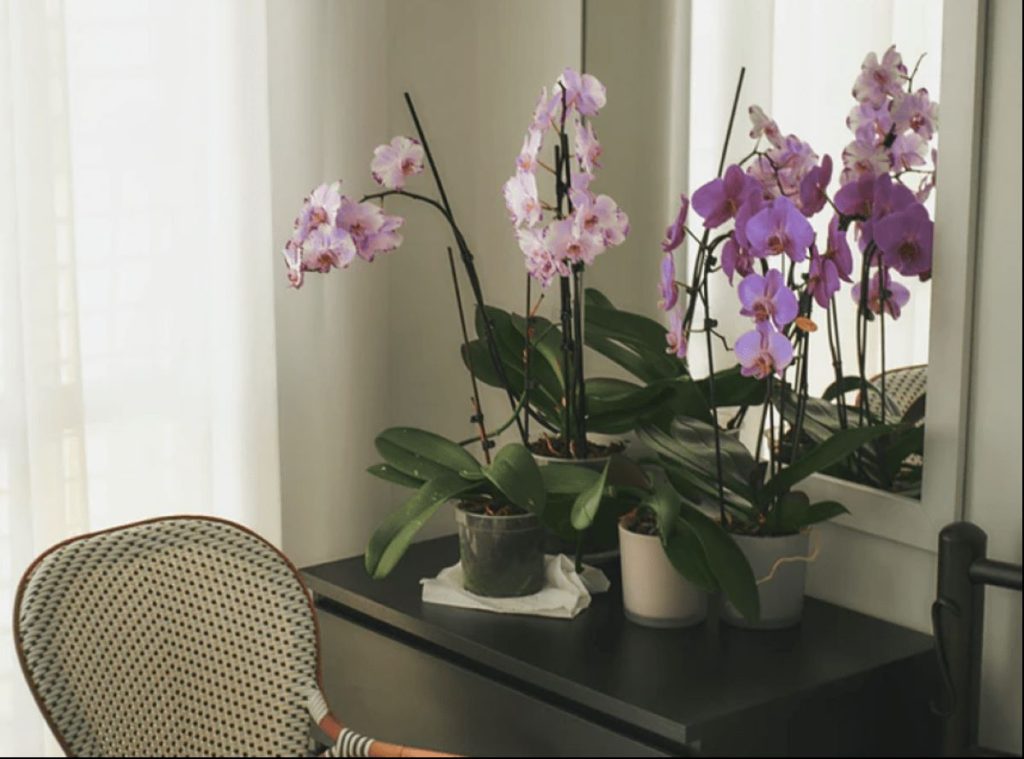 photo of flowers on a vanity