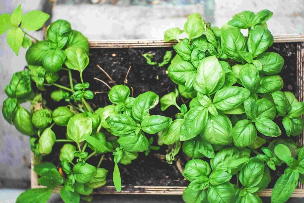 photo of herbs in plant pot