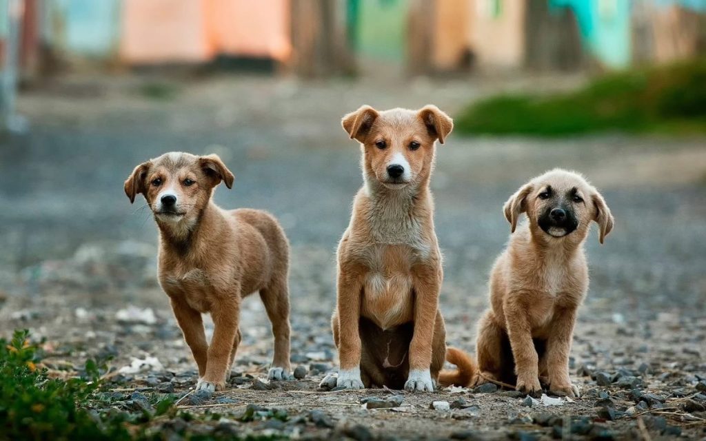 photo of three cute puppies