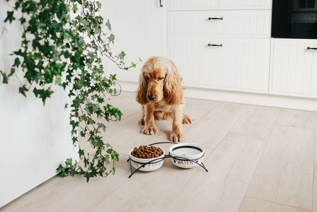 2. Its more than just the pet food Its also important to provide a secure comfortable home for pets as part of proper pet care. 2.-Its-more-than-just-the-pet-food-Its-also-important-to-provide-a-secure-comfortable-home-for-pets-as-part-of-proper-pet-care.
