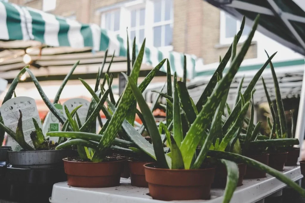 Aloe Vera Aloe-Vera