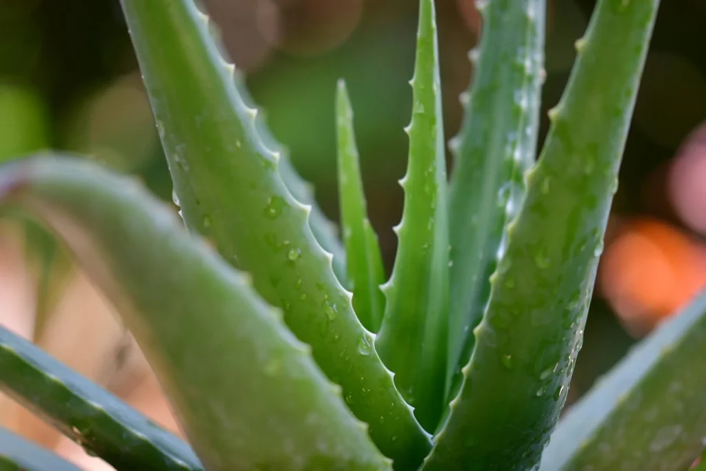 Aloe Vera v2 Aloe-Vera-v2
