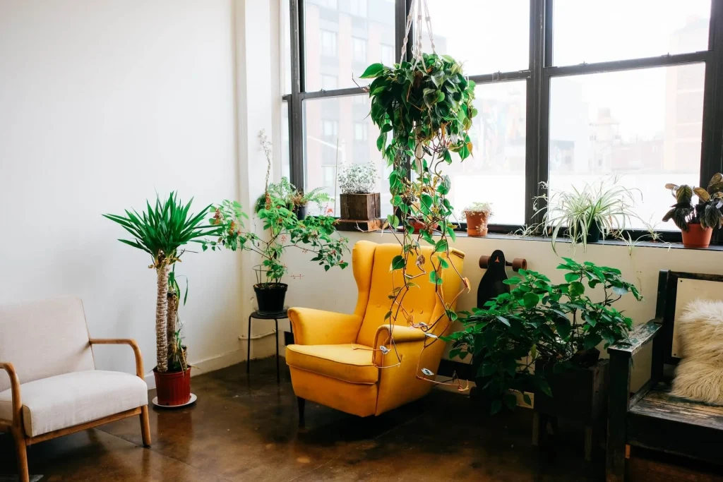 Beautiful-Indoor-Plants