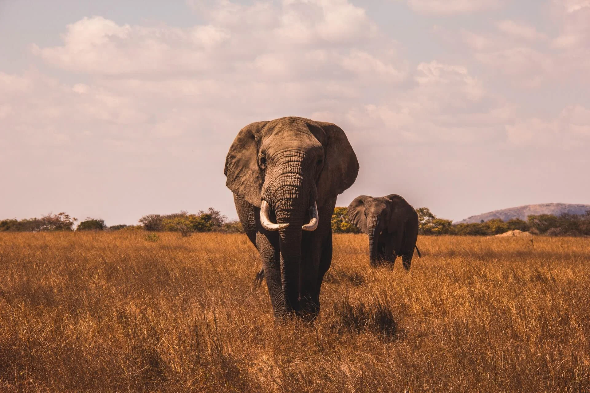 Booking an African Safari Adventure