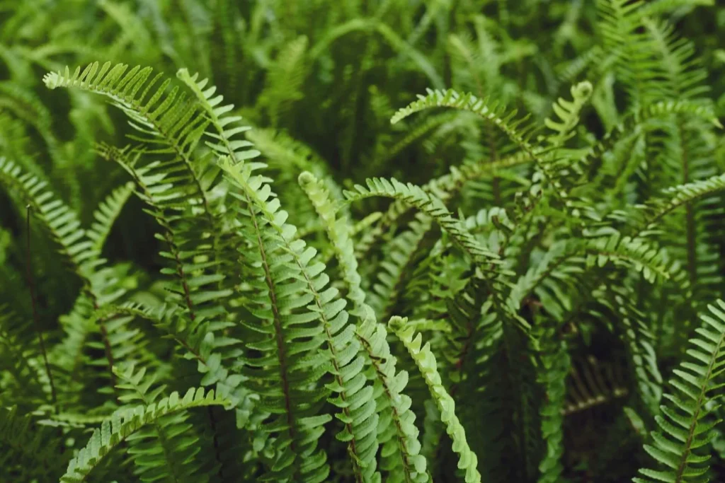 Boston Fern Boston-Fern