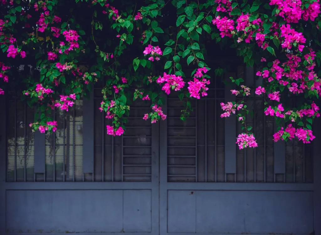 Bougainvillea Bougainvillea