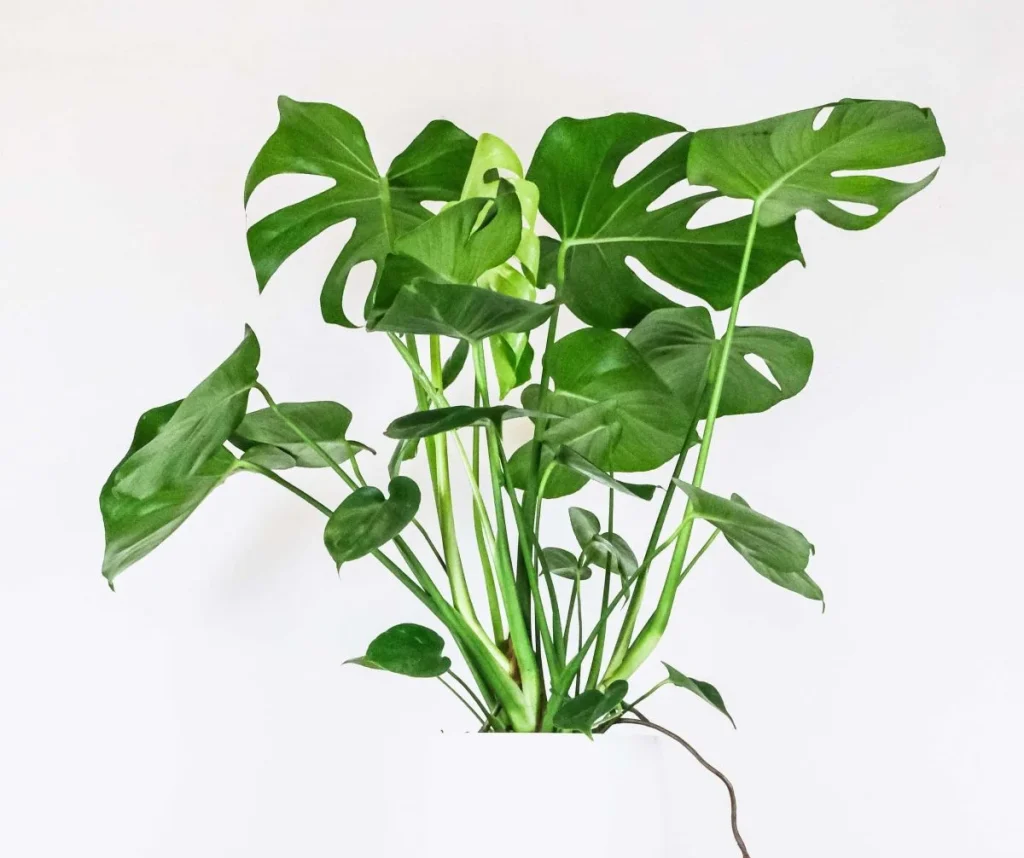 Buy indoor plants