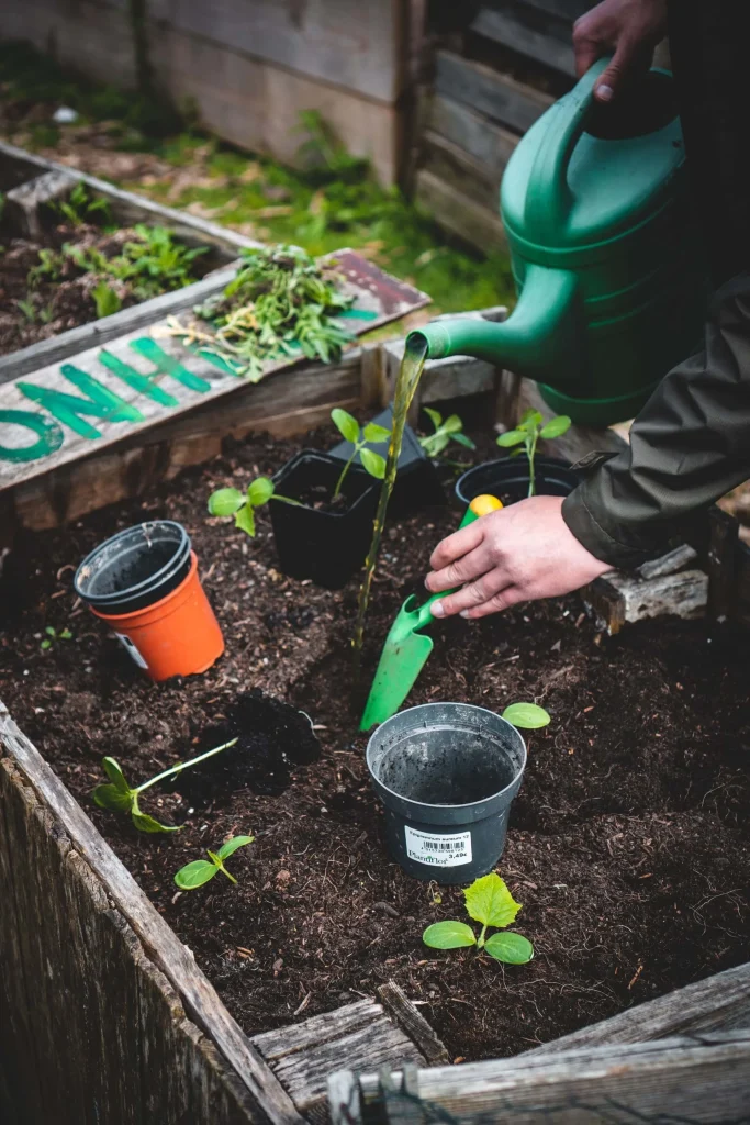 Caring-for-Outdoor-Plants