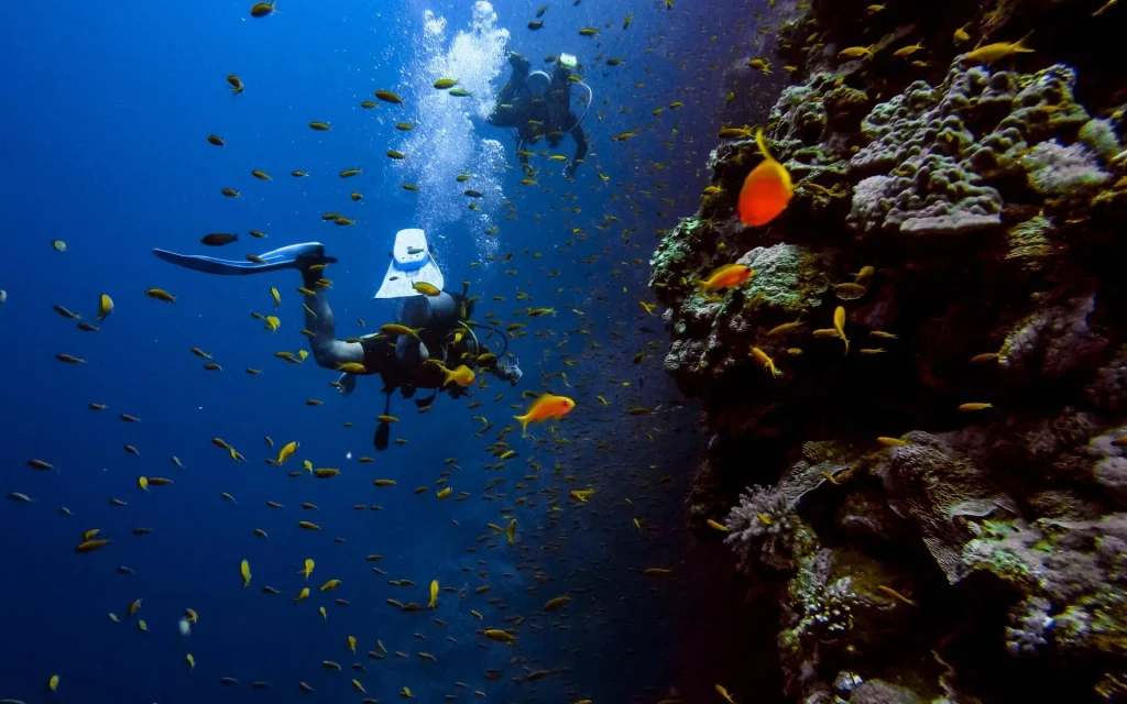 Go to back to school of fish in Cebu Cebu
