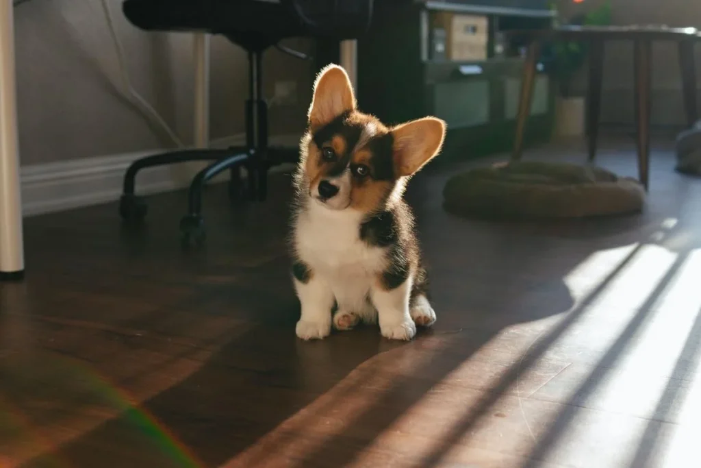 Corgi-Dog