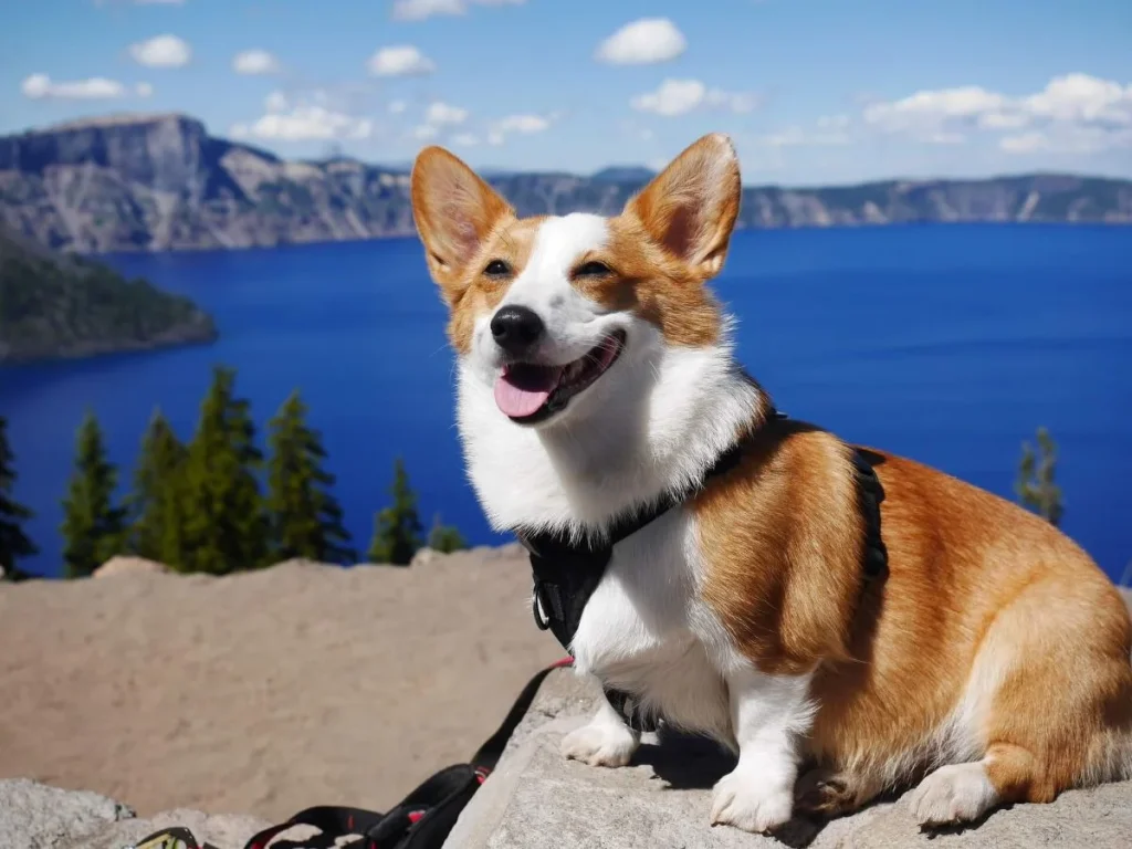 Corgi-dog-v2