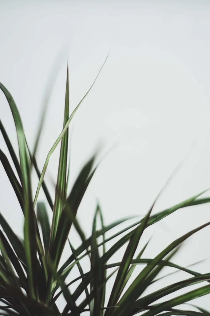 Dracaena Marginata Dracaena-Marginata