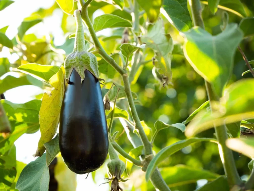 Eggplant