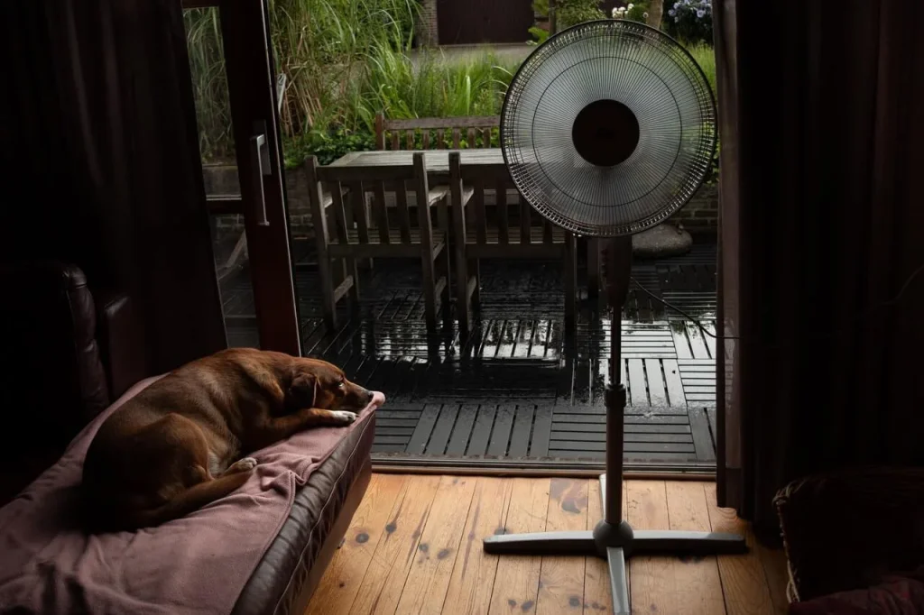 Fan and a dog Fan-and-a-dog