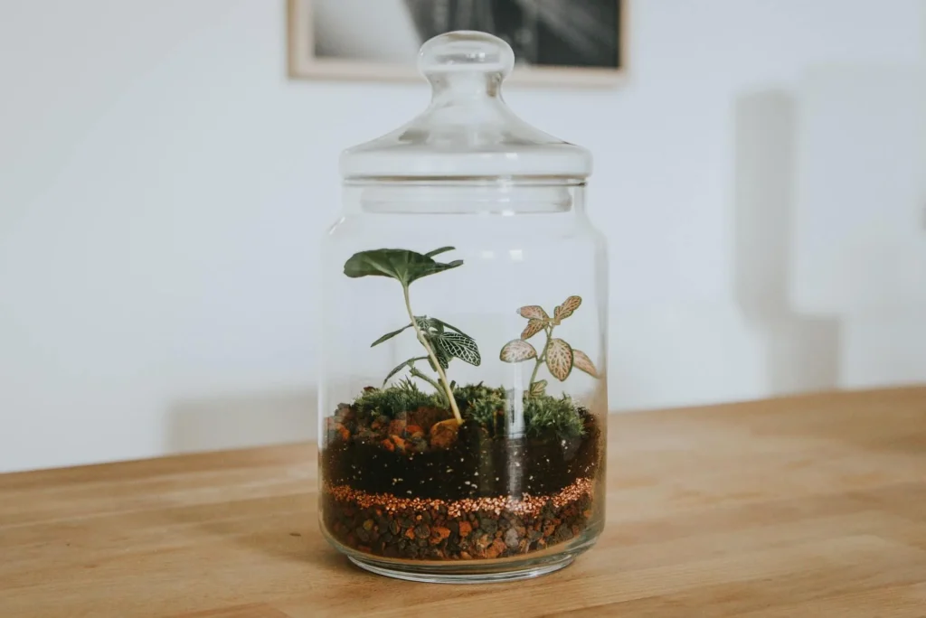 Glass Terrarium