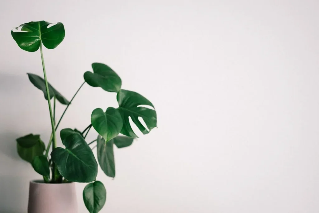 Have House Plants Have-House-Plants