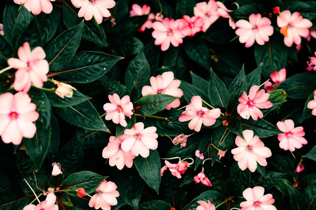 Impatiens Impatiens