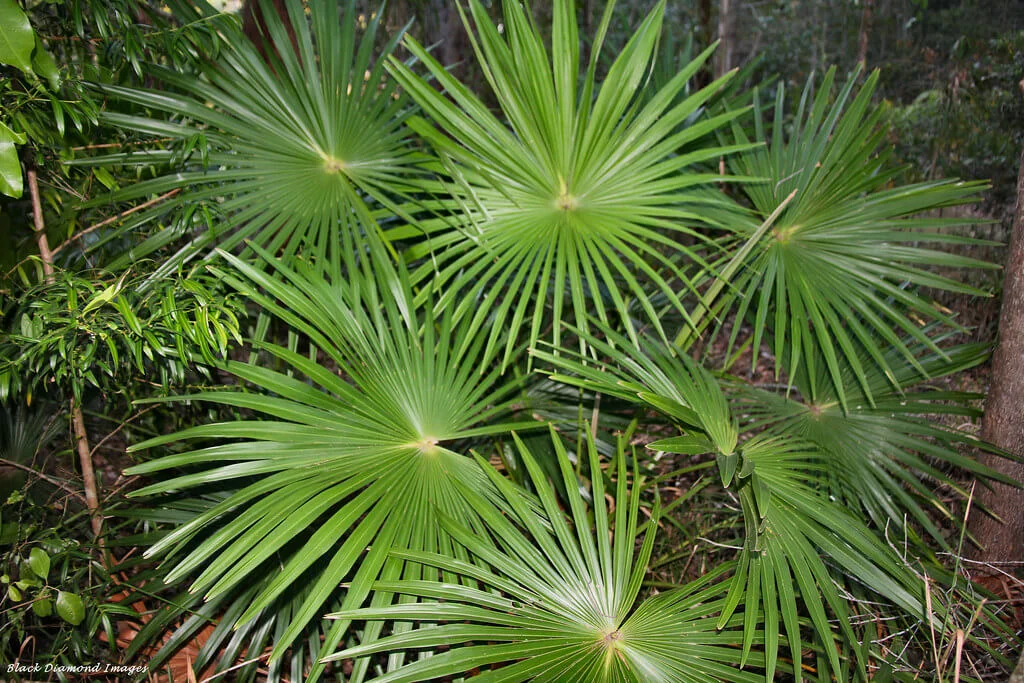 Livistona Australis Livistona-Australis