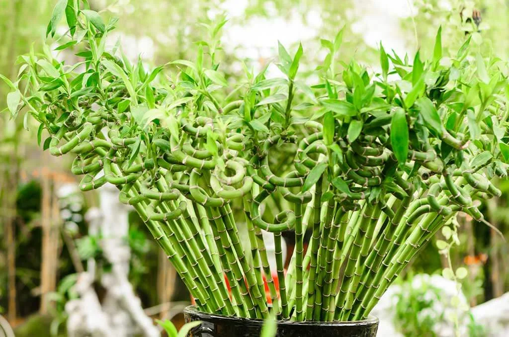 Lucky Bamboo Spiral Lucky-Bamboo-Spiral