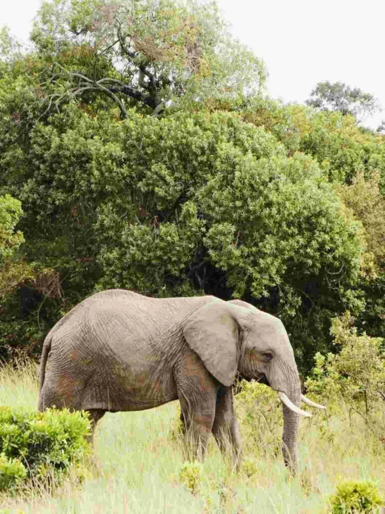 Maasai-Mara-National-Reserve