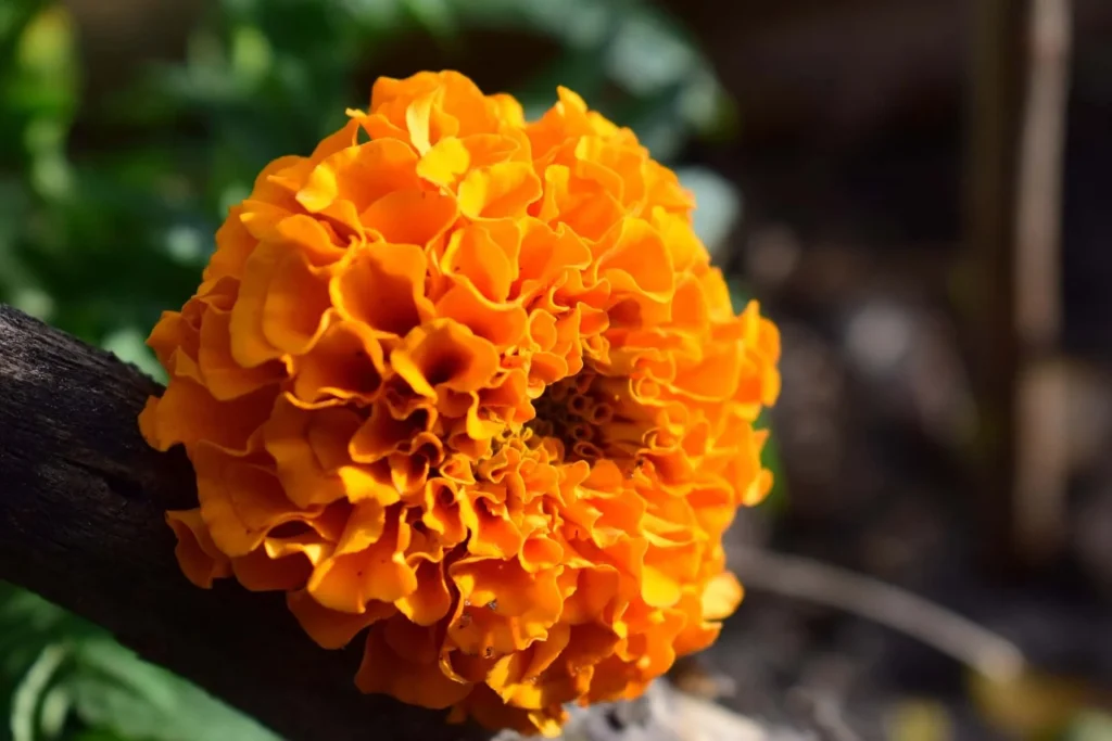 Marigold Marigold