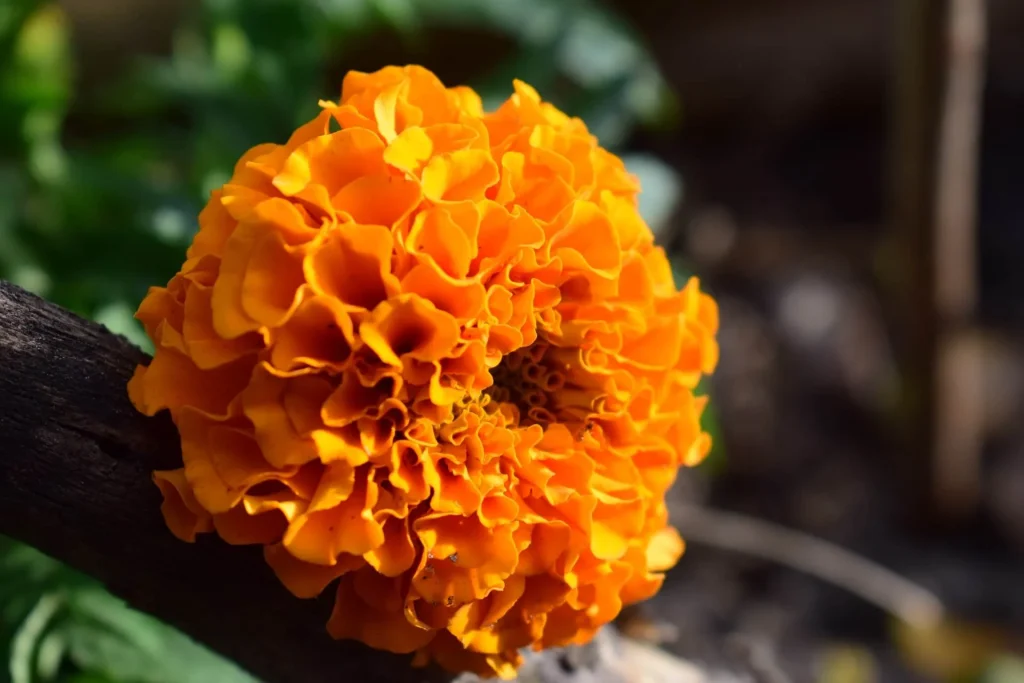 Marigolds Marigolds
