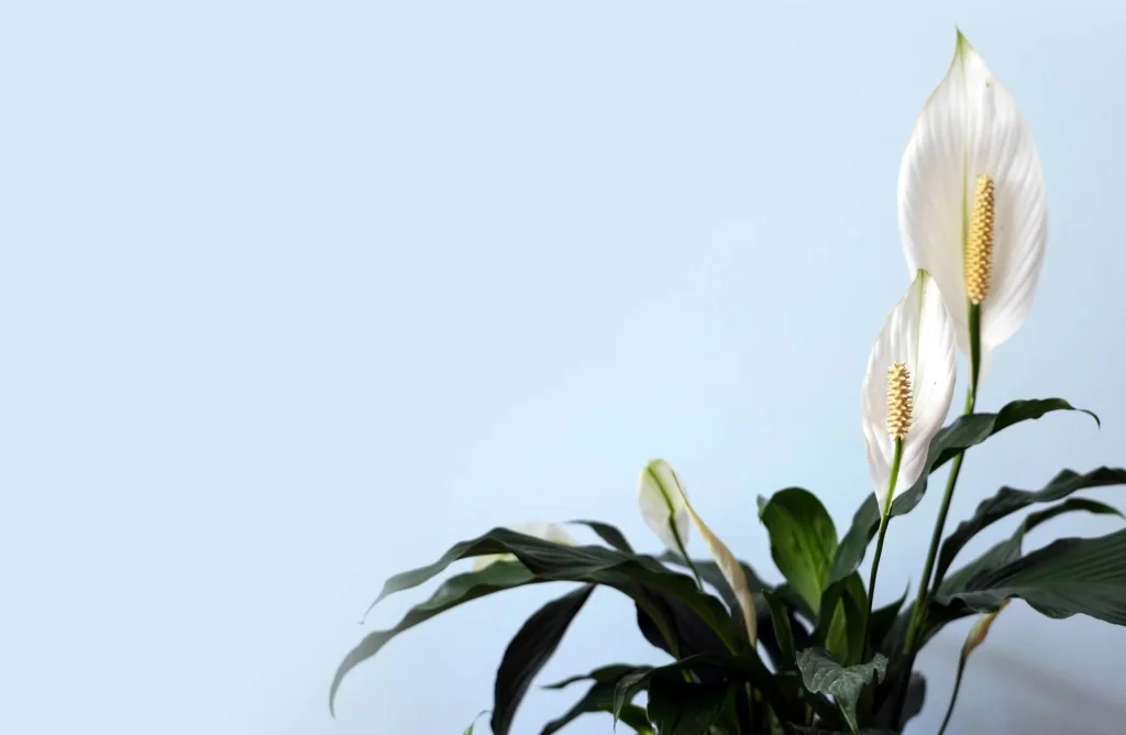Peace Lily Peace-Lily